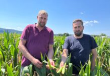 Der Hitze-Juni hat viele Kulturen kaputt gemacht