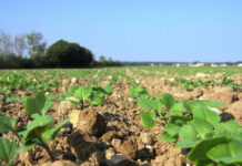 Kwizda Agro Herbizid-Strategie Raps