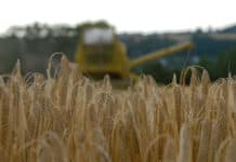 Unterdurchschnittliche Getreideerträge erwartet