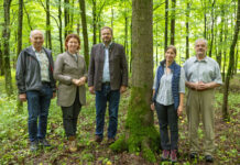 Mischwälder: Aus der Krise gewachsen