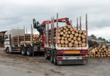 Holzmarkt Juli ´25: Nadelsägerundholz nach wie vor gefragt