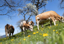 Berglandmilch investiert 33 Millionen Euro in Tierwohlleistungen