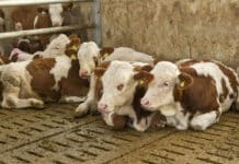 Vollspaltenböden: VfGH-Richter erteilen Antrag eine Absage