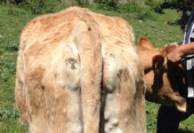 Lumpy Skin Disease so nah an Österreich wie nie zuvor