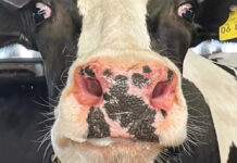 BTV-8 in Kärnten: Was jetzt zu tun ist