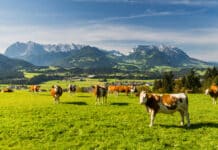 Jahresbericht der LKÖ 2024/25