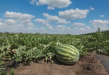 Bauern zerstören Wassermelonen in Süditalien: Zu niedrige Preise