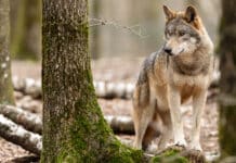 Wolf: Neue Richtlinie für Entschädigungsleistungen