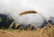 Juli 2025: Überdurchschnittlich trüb und nass