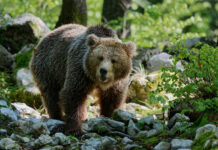 Bär im Bezirk Lienz nachgewiesen