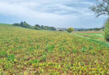 Neue Bedrohung für Rübe und Kartoffel