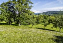 Pflanzen für die Streuobstkultur