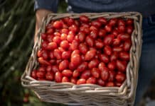 Regional und beliebt: Österreichs Paradeiser begeistern