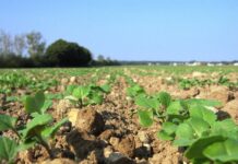 Kwizda Agro Herbizid-Strategie Raps