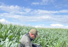 Heimische Felder: GVO-frei