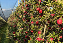 Optimismus zum Start der Apfelernte?