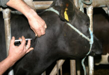 MKS: Impfstoff auf mRNA-Basis getestet