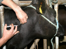 MKS: Impfstoff auf mRNA-Basis getestet