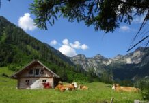 Almwirtschaft: Forderung nach Perspektiven