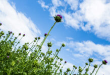 Kulturen für Könner