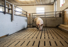 Zahl der Mastschweine auf unter eine Million Tiere gefallen