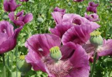 Wirtschaftskraft aus der Natur: Heil- und Gewürzpflanzen