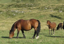 13.500 Euro pro Pferd und Jahr