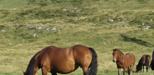 13.500 Euro pro Pferd und Jahr