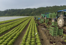 Obst und Gemüse: Positive Saison, aber Preisdruck