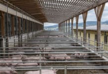 Richtlinie bremst Stallbau