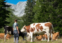„Ideologiegetriebene Tierschützer gefährden mit absurden Anzeigen unsere Almwirtschaft“