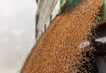 Getreideernte 2025: Gute Erträge und Qualitäten, aber mäßige Preise