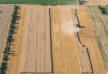 Gute Erträge, aber: Weizen unter Wasser, Preise im Keller