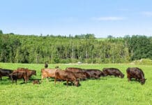 Weidezäune: GPS statt Draht