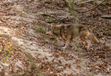 „Wir sind uns sicher: Es war ein Wolf“