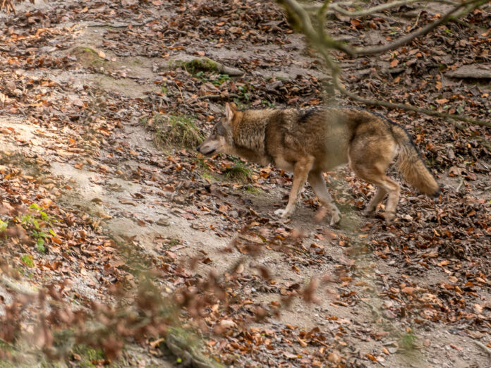 Wolf 6 ID76788