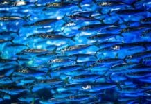 Mehr Ertrag in der Fischzucht mit Farmox von Messer