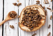 Insekten für Teller und Futtertrog?