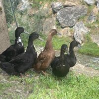 Enten zu verschenken